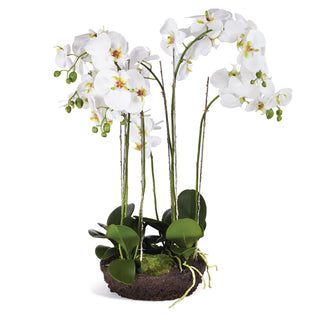 Pots For Orchid CC337