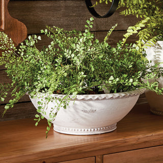 Ferns