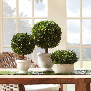 Boxwoods