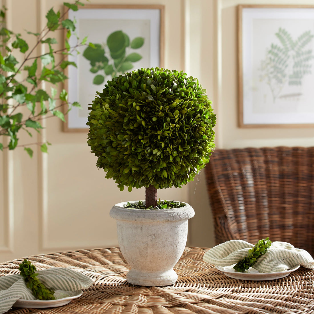 Trees & Topiaries – Napa Home & Garden