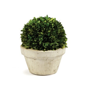 BOXWOOD BALL IN POT LARGE