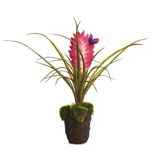 TILLANDSIA DROP-IN 8.5"