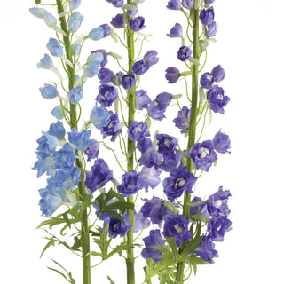 DELPHINIUM DROP-IN 53"