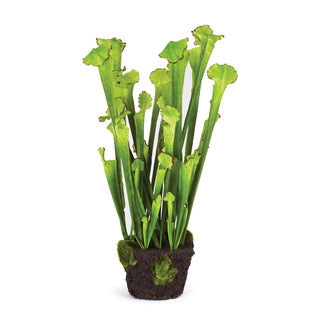 SARRACENIA DROP-IN 25"