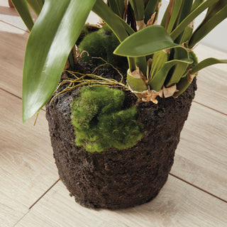 SPIDER ORCHID DROP-IN 44"