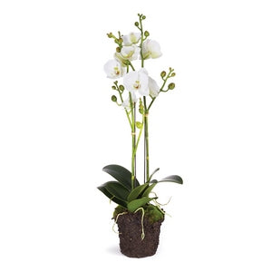 PHALAENOPSIS X 2 DROP-IN 23"
