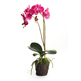 PHALAENOPSIS DROP-IN 23"