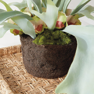 STAGHORN FERN DROP-IN 21"