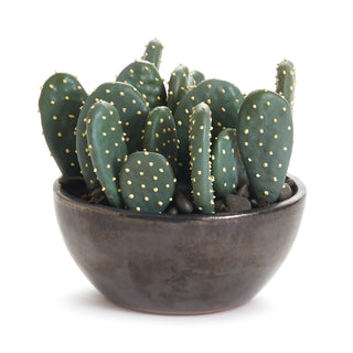 EASTERN PRICKLY PEAR CACTUS POTTED 5"
