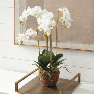 PHALAENOPSIS ORCHID DROP-IN 30"