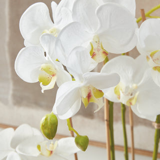 PHALAENOPSIS ORCHID DROP-IN 30"
