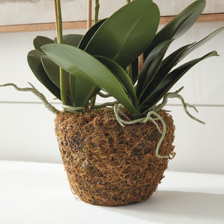 PHALAENOPSIS ORCHID DROP-IN 30"