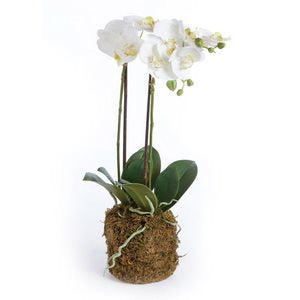 PHALAENOPSIS ORCHID DROP-IN 23"
