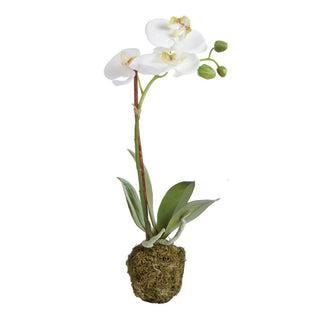 PHALAENOPSIS ORCHID DROP-IN 15"