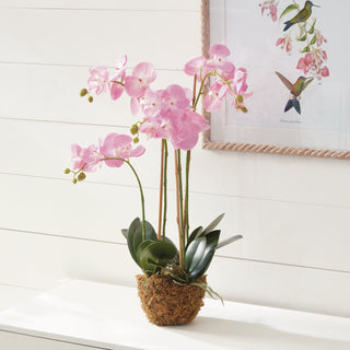 PHALAENOPSIS ORCHID DROP-IN 30"