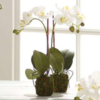 PHALAENOPSIS ORCHID DROP-IN 15"