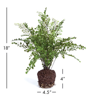 MAIDENHAIR DROP-IN 18"