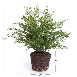 MAIDENHAIR DROP-IN 23"