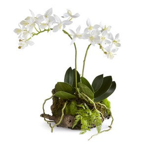 MINI DENDROBIUM WITH RUSTIC DROP-IN 11.5"