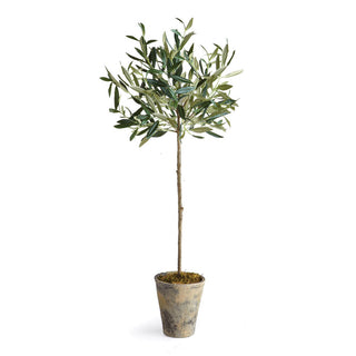 OLIVE TREE POTTED 30"