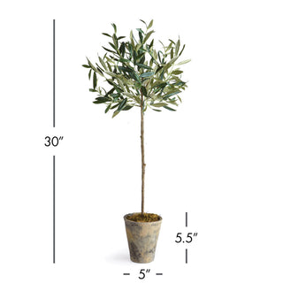 OLIVE TREE POTTED 30"