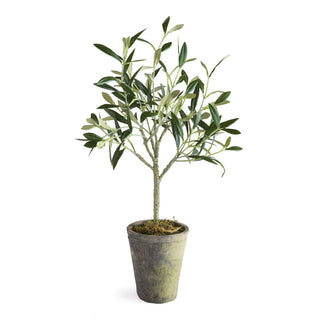 OLIVE TREE POTTED 17"