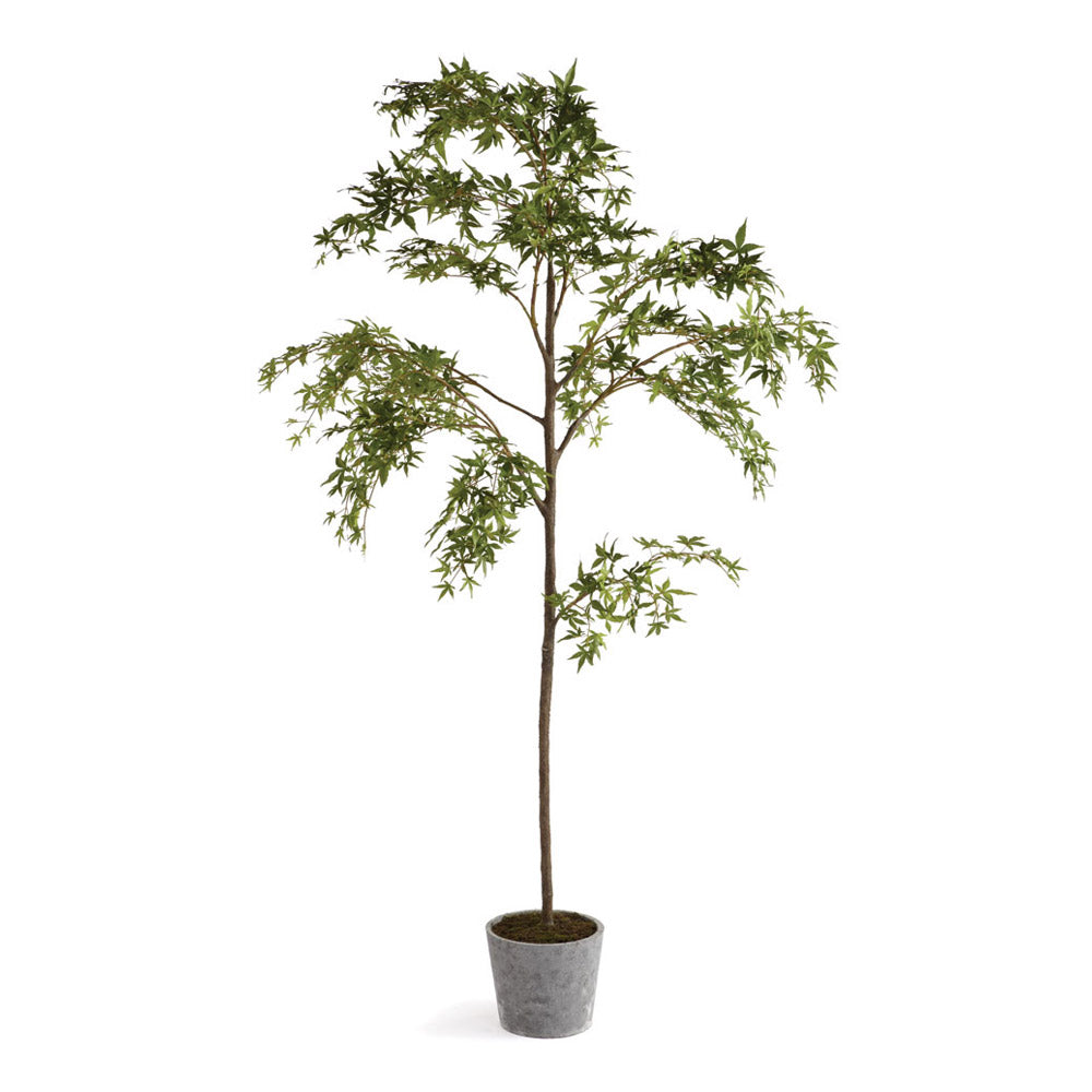 MAPLE TREE IN POT 84