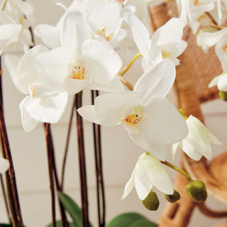 PHALAENOPSIS ORCHID DROP-IN 36"