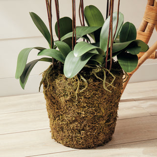 PHALAENOPSIS ORCHID DROP-IN 36"