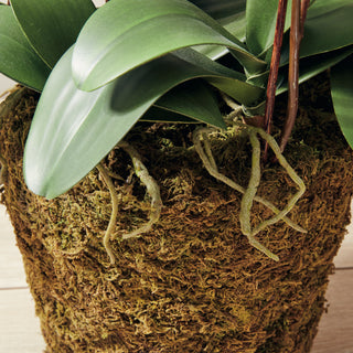 PHALAENOPSIS ORCHID DROP-IN 36"