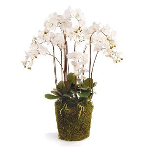 PHALAENOPSIS ORCHID DROP-IN 36"