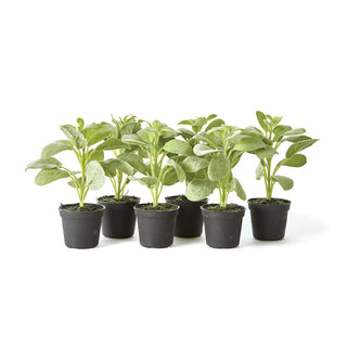 SAGE DROP-IN 6.5", SET OF 6