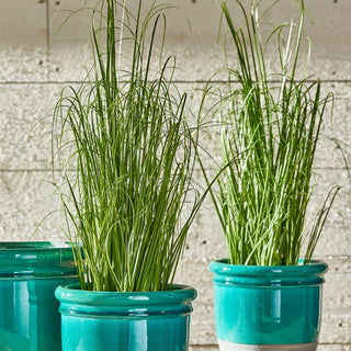 ONION GRASS DROP-IN 25"