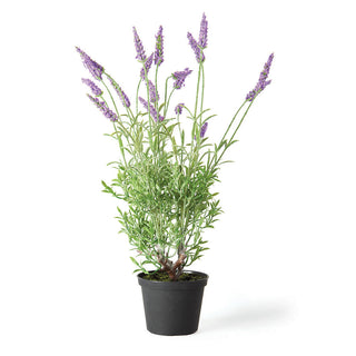 FRENCH LAVENDER DROP-IN 18"