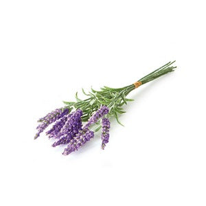 FRENCH LAVENDER 11", BUNDLE OF 12