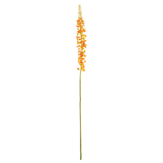 EREMURUS STEM 46"