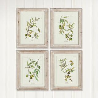 FRAMED OLIVE LEAF BOTANICAL PRINTS, SET OF 4
