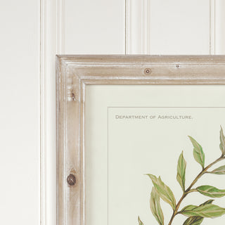 FRAMED OLIVE LEAF BOTANICAL PRINTS, SET OF 4