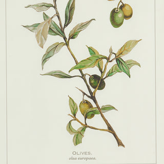 FRAMED OLIVE LEAF BOTANICAL PRINTS, SET OF 4