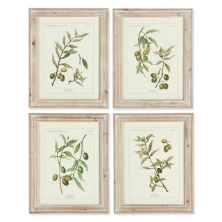 FRAMED OLIVE LEAF BOTANICAL PRINTS, SET OF 4