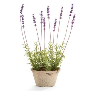 FRENCH LAVENDER POTTED 17"