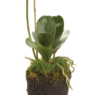 PHALAENOPSIS ORCHID DROP-IN 26"