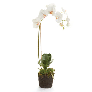 PHALAENOPSIS ORCHID DROP-IN 26"