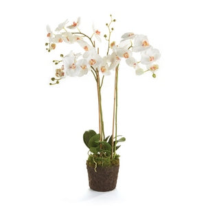 PHALAENOPSIS ORCHID DROP-IN 31"
