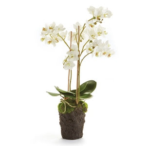 PHALAENOPSIS ORCHID DROP-IN 20"