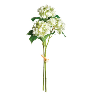 HYDRANGEA STEMS, BUNDLE OF 2