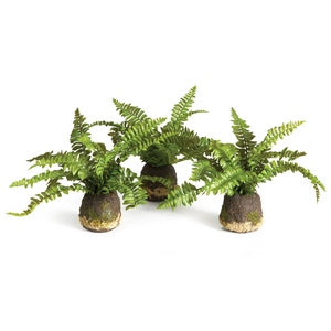 BOSTON FERN DROP-INS, SET OF 3