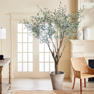 GRAND OLIVE TREE DROP-IN 8'