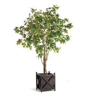 GRAND FICUS TREE DROP-IN 10'