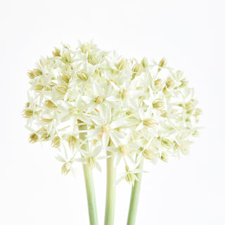 ALLIUM STEMS 19", BUNDLE OF 3